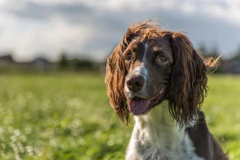 Brown and white springer spaniel sat on the grass in the field Stock Photos