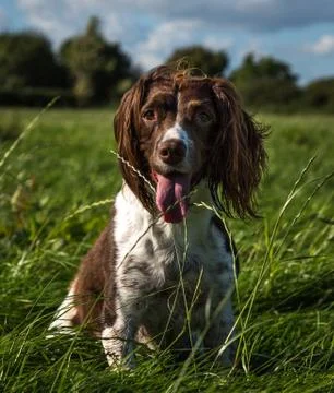 Brown and white springer spaniel sat on the grass in the park. Stock Photos