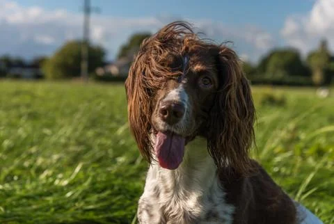 Brown and white springer spaniel sat on the grass in the field Stock Photos