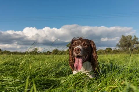 Brown and white springer spaniel laying down on the long grass in a field. Stock Photos