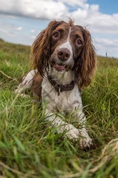 Brown and white springer spaniel laying down on the grass in the field. Stock Photos