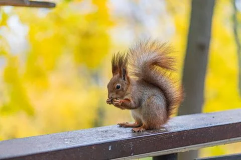 A brown-and-white squirrel is active on a metal rail or fence, set against .. Stock Photos