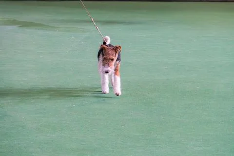 Brown and white Wire Fox Terrier on tennis court, dynamic pose, alert ears, b Stock Photos