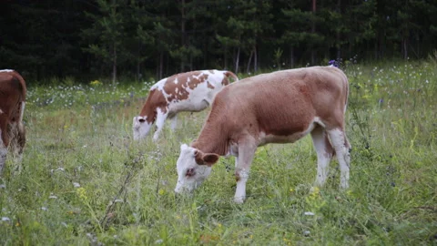 Brown and white young cows on meadow. Countryside lifestyle, beautiful landscape 스톡 동영상 168406530