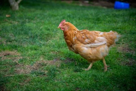 Brown and whote chicken in grass field Stock Photos