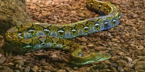 Brown and yellow reticulated python crawling over the ground, popular big sna 写真素材
