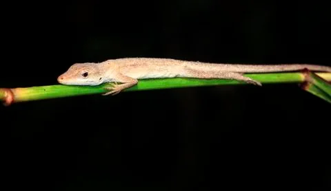 Brown anole in Belize Stock Photos