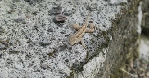 Brown Anole bobbing head on Lava Rock Stock Footage 226851663