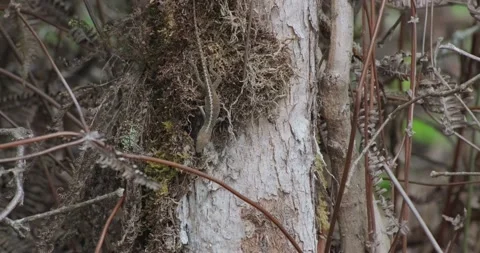 Brown Anole Crawling into Tree Moss Stock Footage 229048824