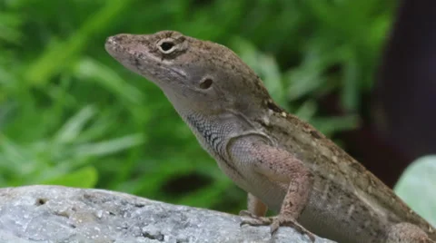 Brown Anole in Florida backyard Vidéo 37277025