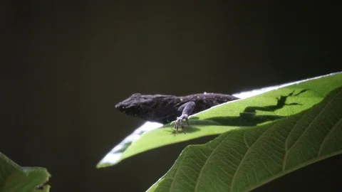Brown Anole in a light summer rain shower Vidéo 110032860