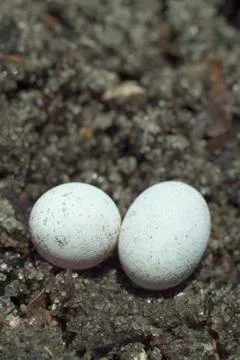 Brown anole lizard eggs Stock Photos