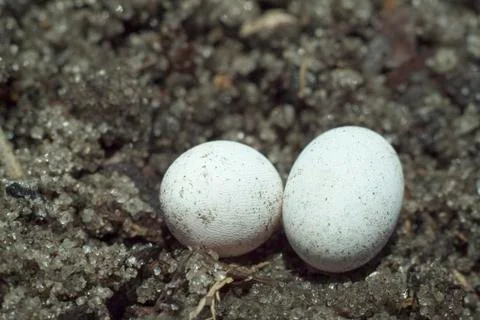 Brown anole lizard eggs Stock Photos
