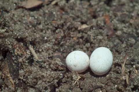 Brown anole lizard eggs Stock Photos