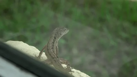 Brown Anole Lizard Extreme Closeup Windowsill 4K 스톡 동영상 208807100