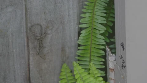 Brown Anole Lizard on a fence Stock Footage 172265451