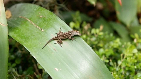 Brown Anole Lizard on a leaf, Florida, USA. 스톡 동영상 115728643