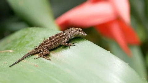 Brown Anole Lizard on a leaf, Florida, USA. Vidéo 115728886