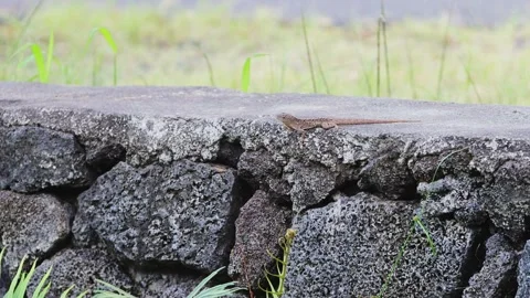 Brown anole lizard perched on stone wall extending dewlap Stock Footage 250438245