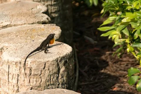 Brown anole lizard Stock Photos