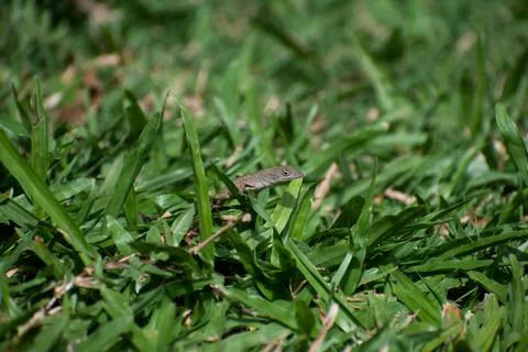 A brown anole lizard sitting in the grass Stock Photos