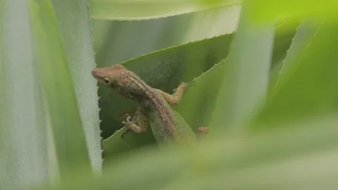 Brown Anole Lizard walking over Leaf, Tropical Rainforest, Close, 4k Stock Footage 231350190