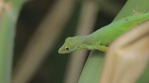 Brown Anole Lizard walking over Leaf, Tropical Rainforest, Close, 4k Stock Footage 231429106