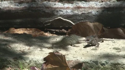 Brown Anole Lizards Fighting Stock Footage 82100486
