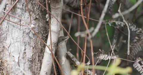 Brown Anole Peaking her Head out from a Tree Stock Footage 229050040