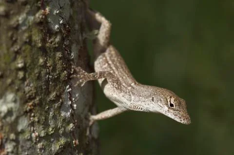 Brown anole Stock Photos
