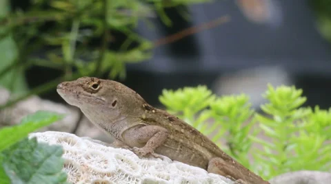 Brown Anole portrait 库存影片 37276871