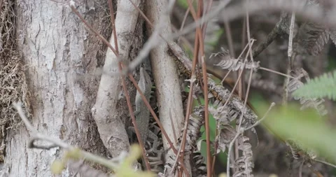Brown Anole Vertically Clinging to a Tree Stock Footage 229049896