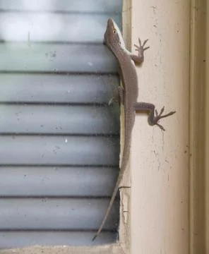 Brown anole on a window frame Stock Photos