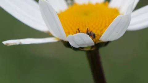 Brown ant crawling on a daisy flower in slow motion, wind blowing. Stock Footage 153525819