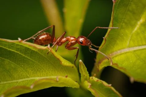 A brown ant is on a leaf Stock Photos