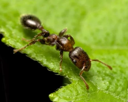 Brown ant Stock Photos