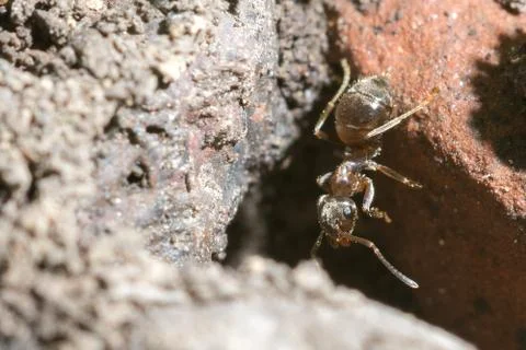 Brown ant Stock Photos