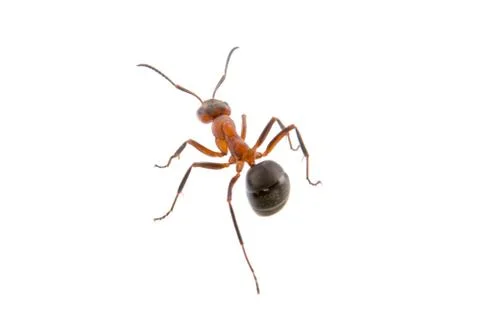 Brown ant on a white background Stock-Fotos