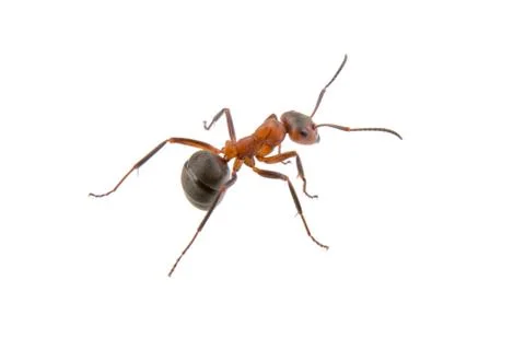 Brown ant on a white background Stock-Fotos