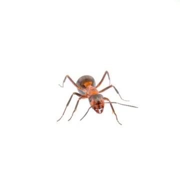 Brown ant on a white background Stock Photos