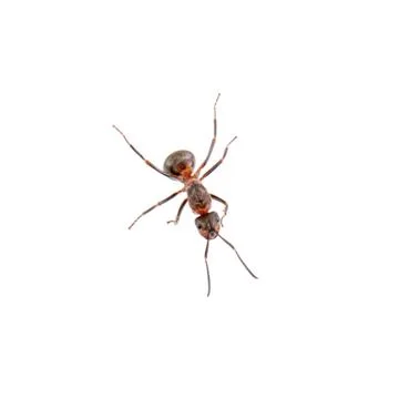 Brown ant on a white background Foto stock