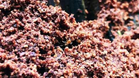 Brown ants in their nest Stock Footage 82359425