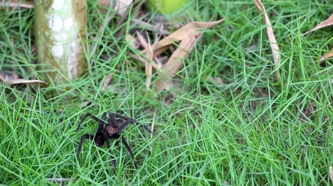 Brown Aphonopelma tarantula Stock Footage 44336769