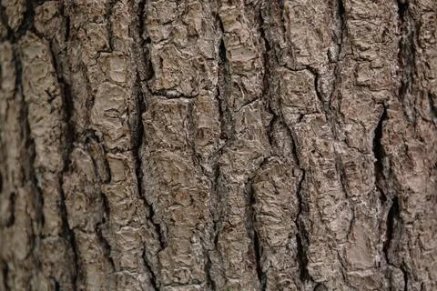 A brown apple tree bark is a close-up shot. Natural wallpaper with relief and Stock Photos