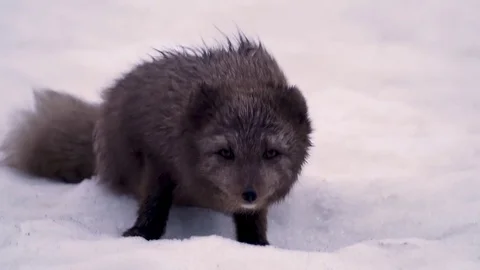 Brown Arctic Fox Stock-Footage 78677982