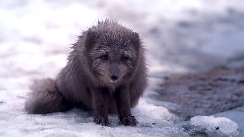 Brown Arctic Fox of Iceland Stock Footage 78679038