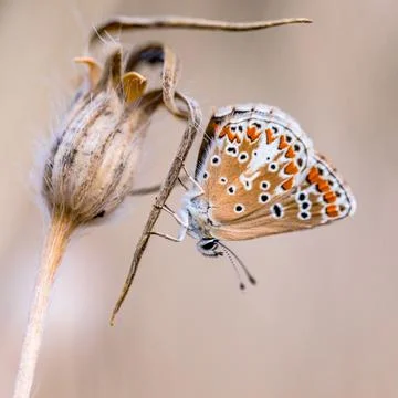 Brown argus bright background Stock Photos