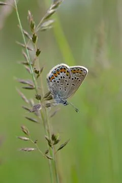 Brown argus butterfly on a plant . Stock Photos