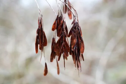 Brown ash-leaved maple tree in winter close-up Stock Photos