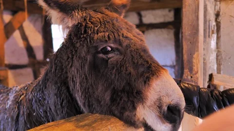Brown ass with big ears and white snout eats in his pen Stock Footage 124475229